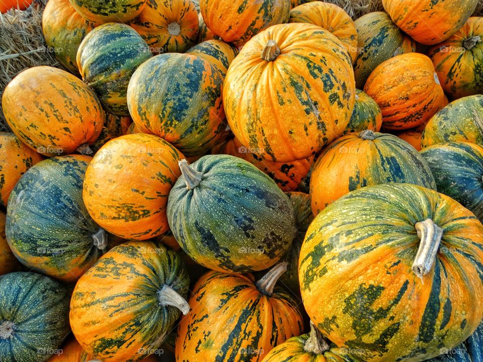 Multicolored Pumpkins
