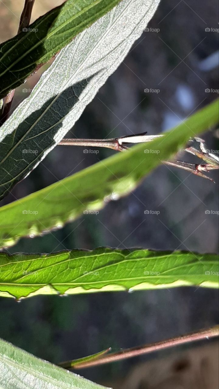 shadow leaf upon leaf