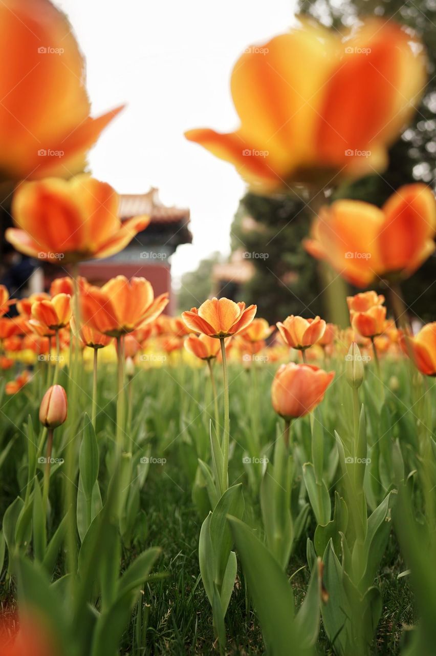 flowers