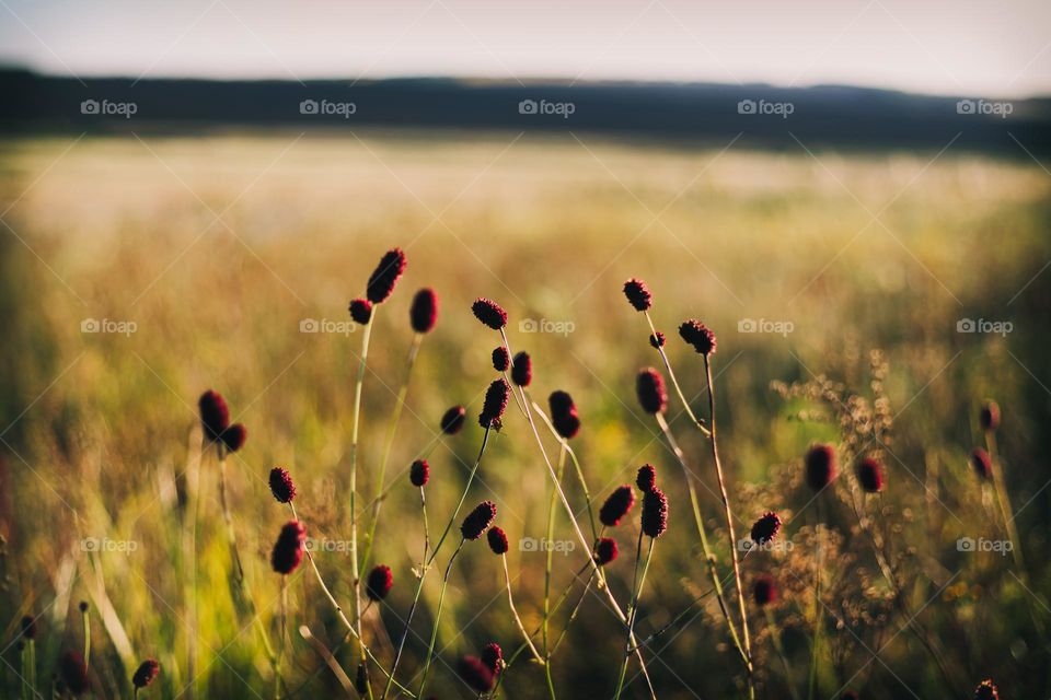 Burnet officinalis