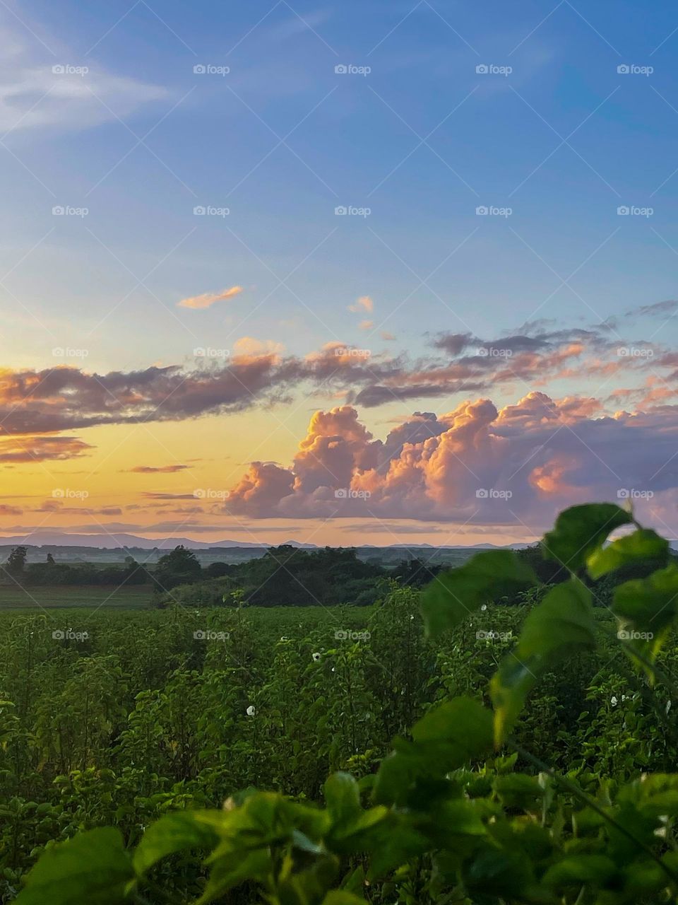 Beautiful view of pinkish and purple clouds on a meadow 