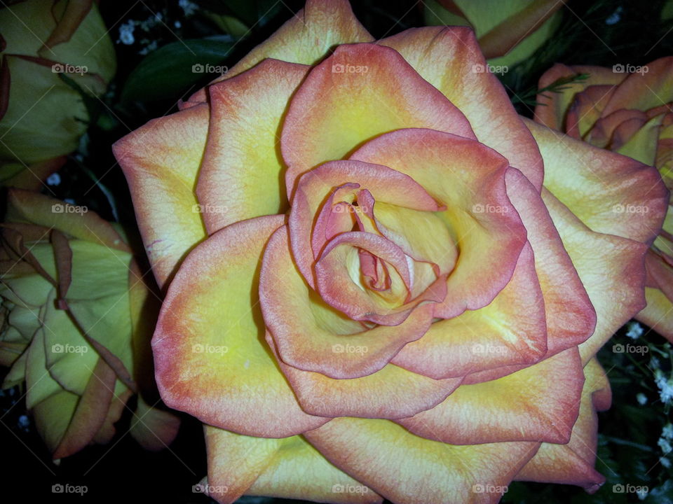 Tropicana Roses