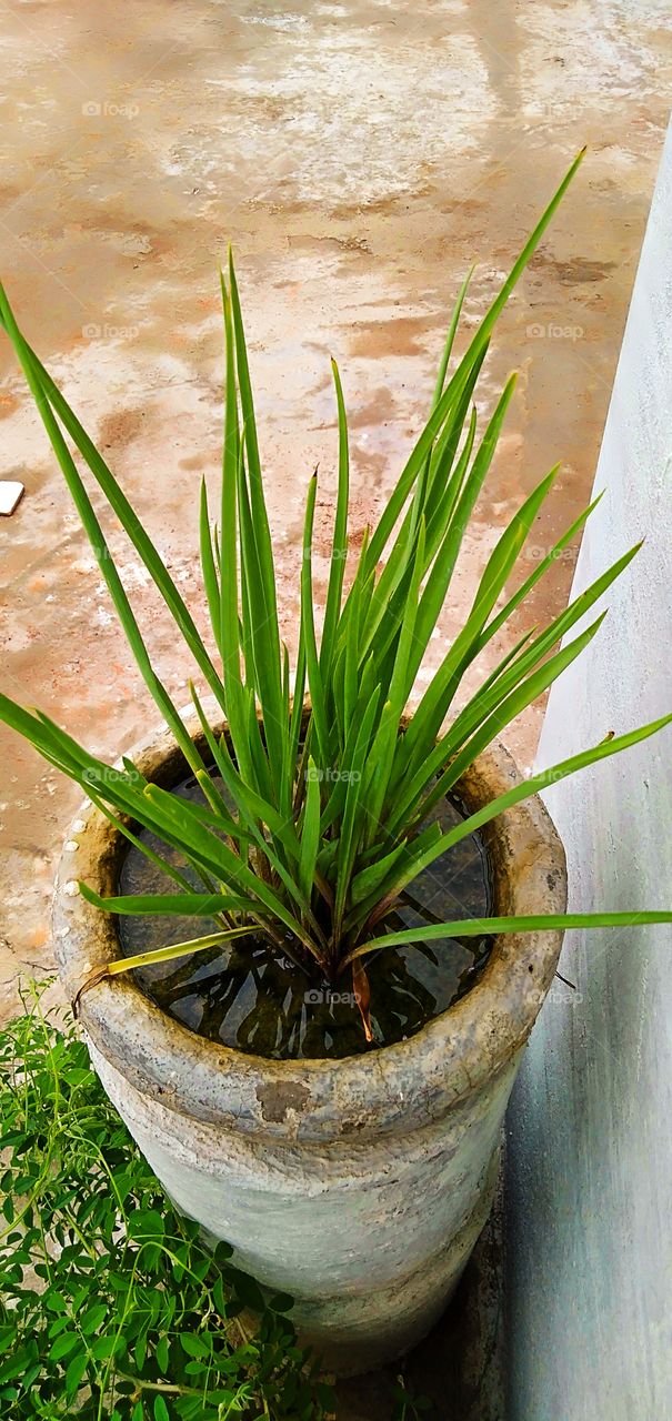 Beautiful plant with long leaves in water filled pot