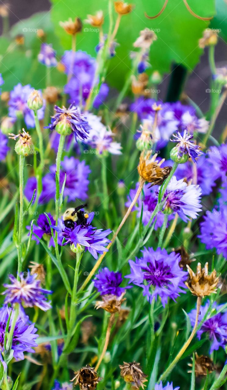 A bee finds a garden and flies from flower to flower 