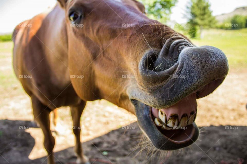 smile horse