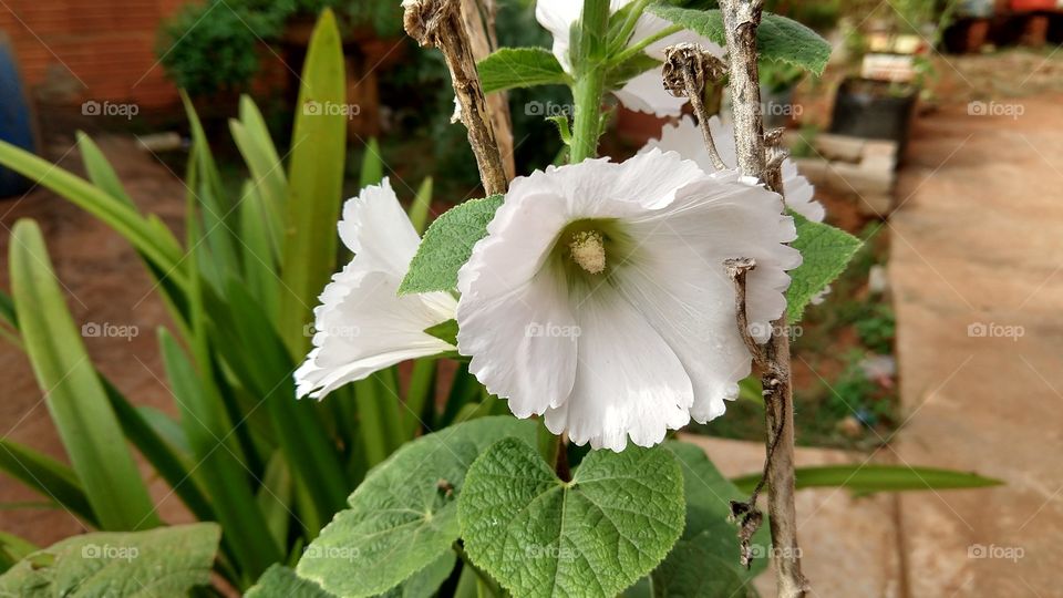 Esta é a cor branca da flor que em outras plantas da mesma qualidade tem outras cores.