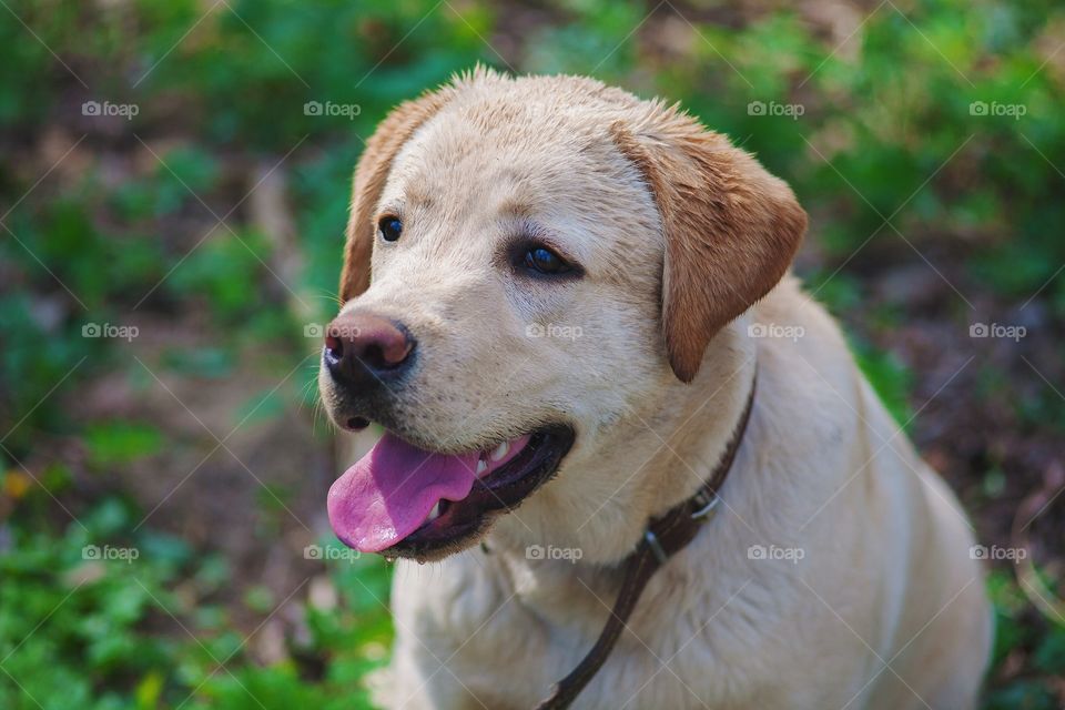 Labrador 