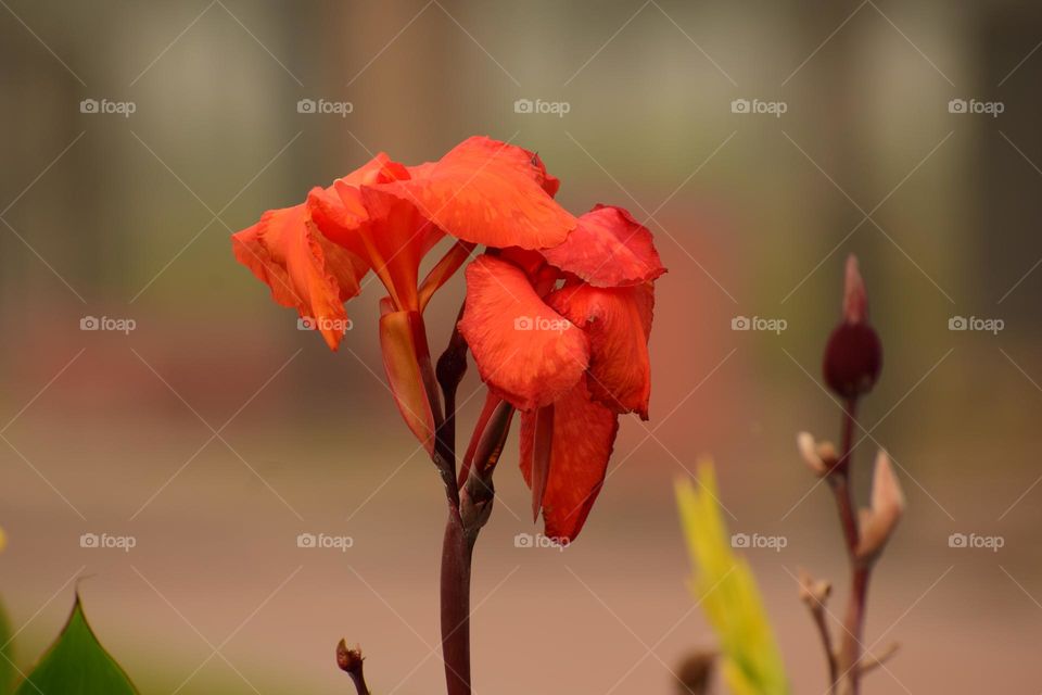 Vivid Orange Big Canna Flower on Blur Background