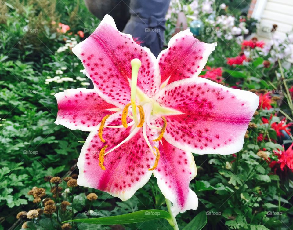 Stargazer Lily