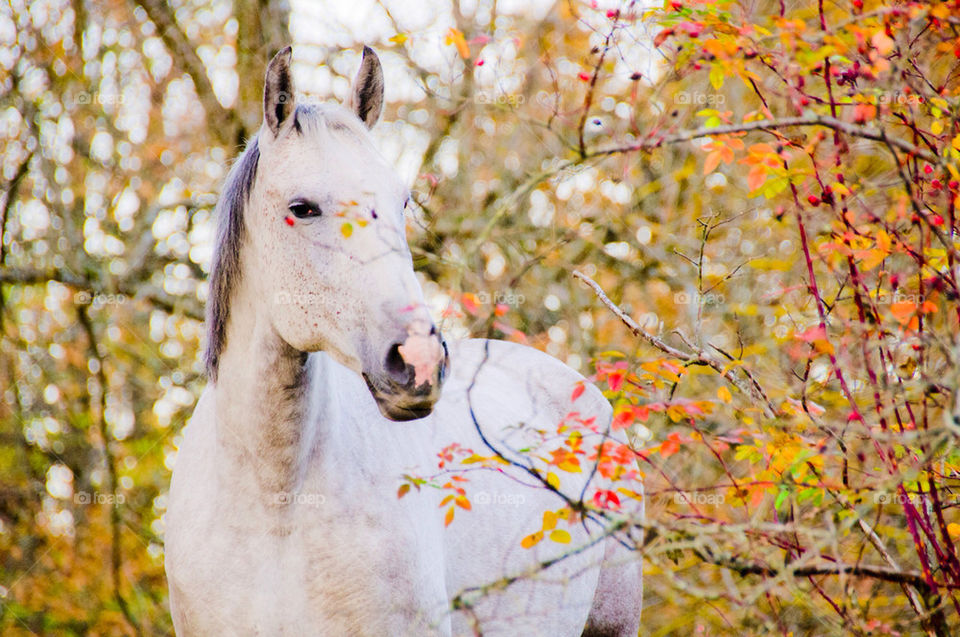 white forest autumn horse by sergiusz