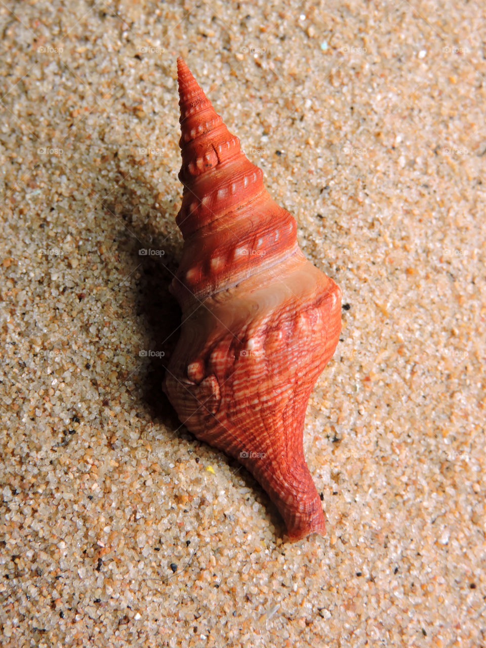 seashell