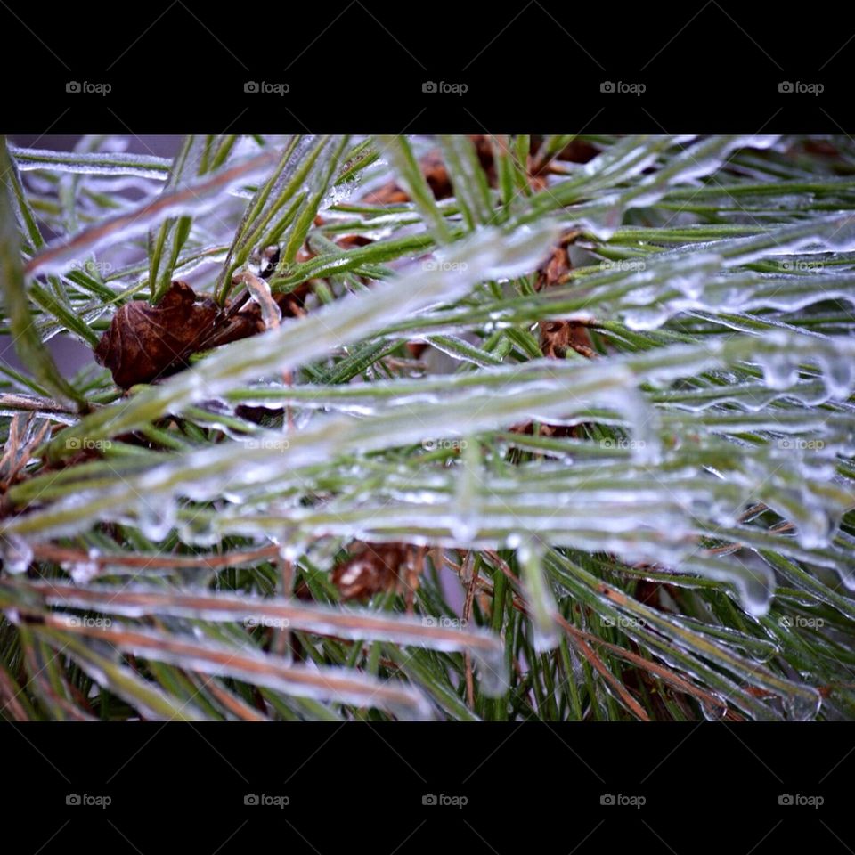 Frozen pine needles