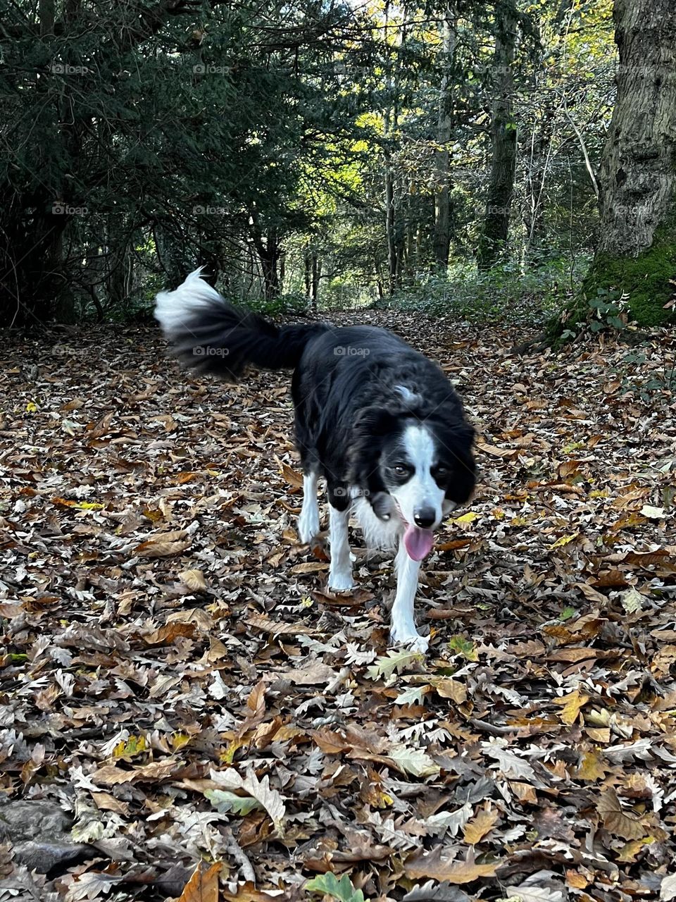 Woodland dog walks 