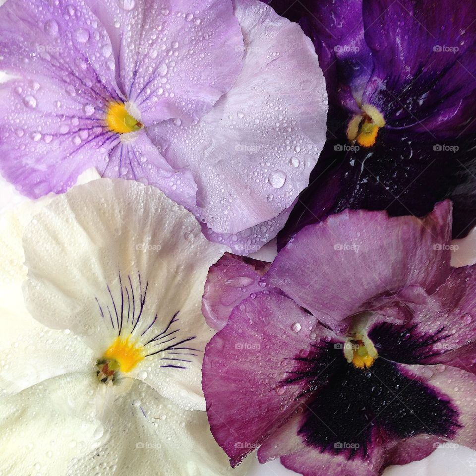 Purple Pansies. Lovely purples tones, from white to musk, to lilac and purple, enjoy the pansies from my garden 