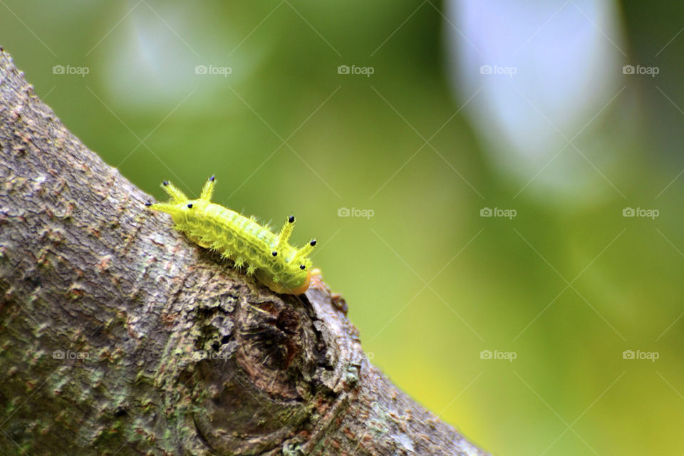 green tree insect eyes by hkjohan