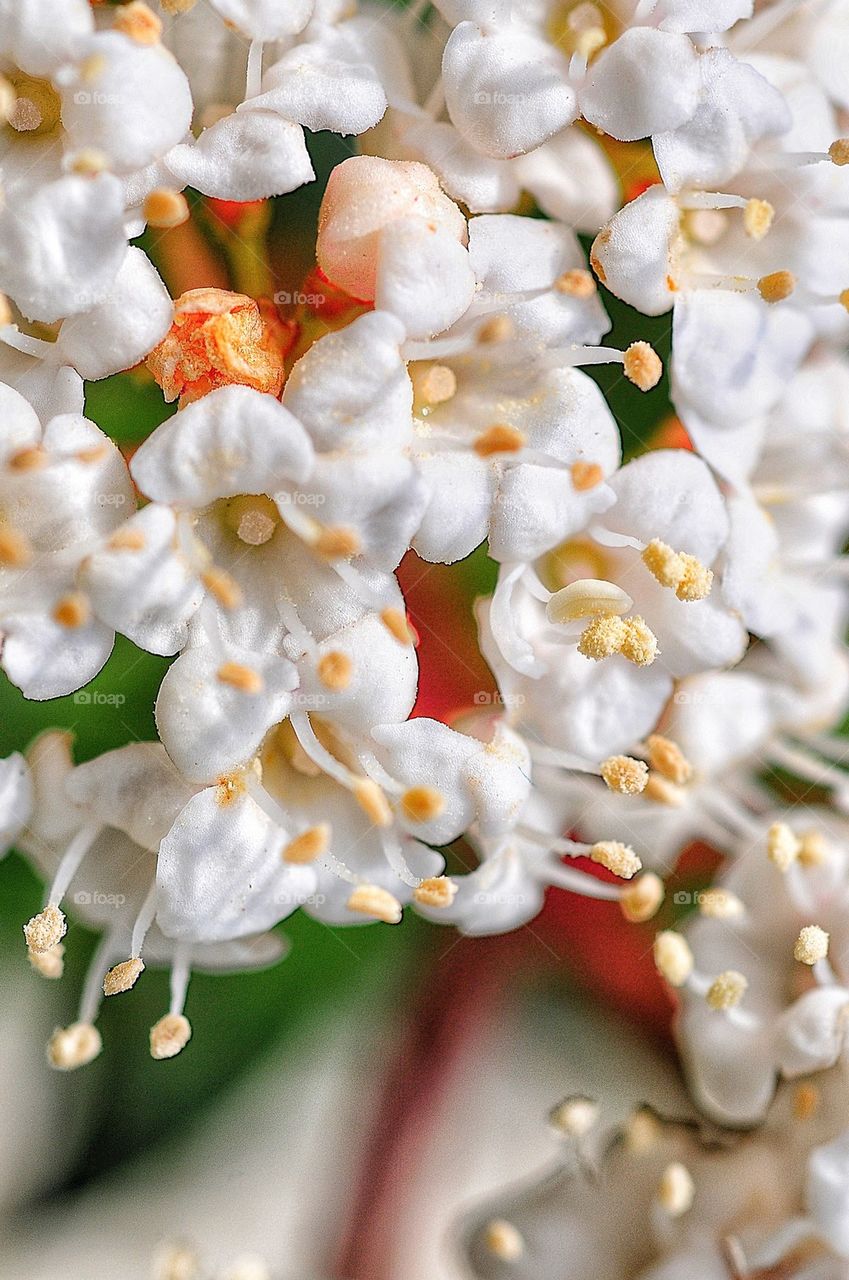 Spring flowers