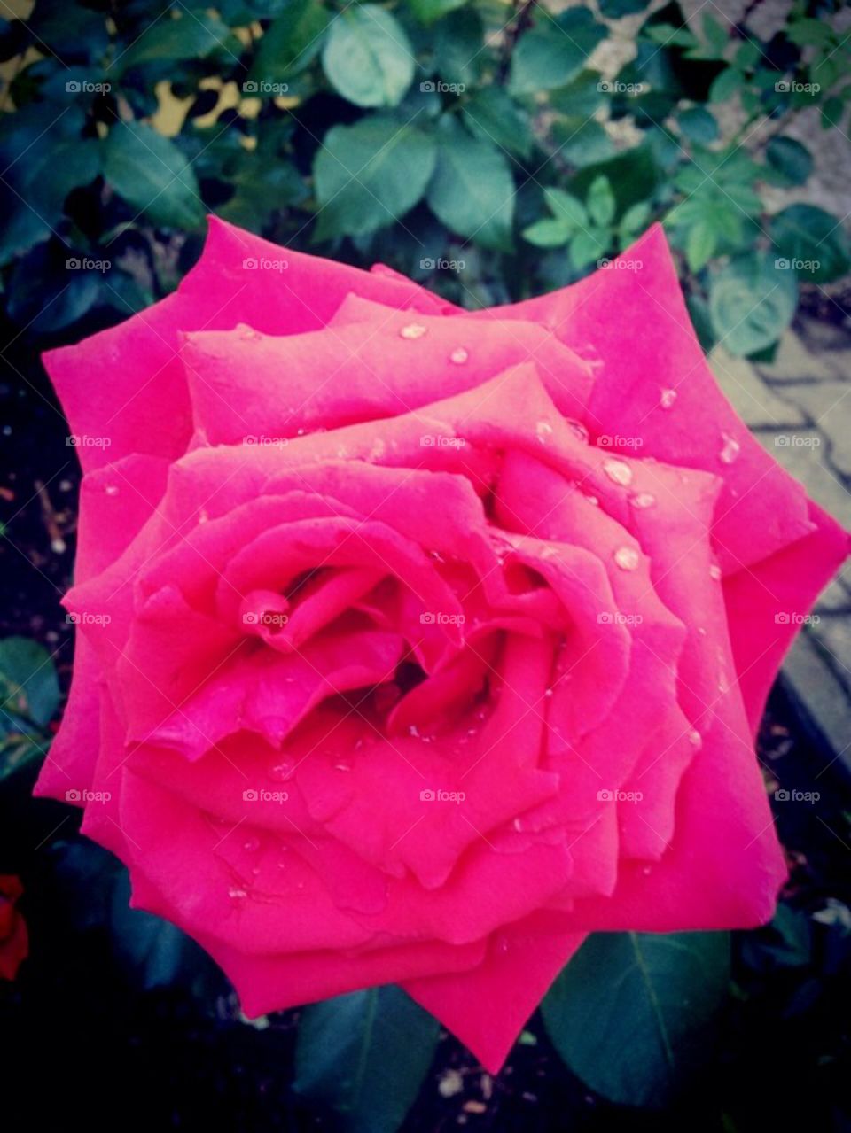 Rose