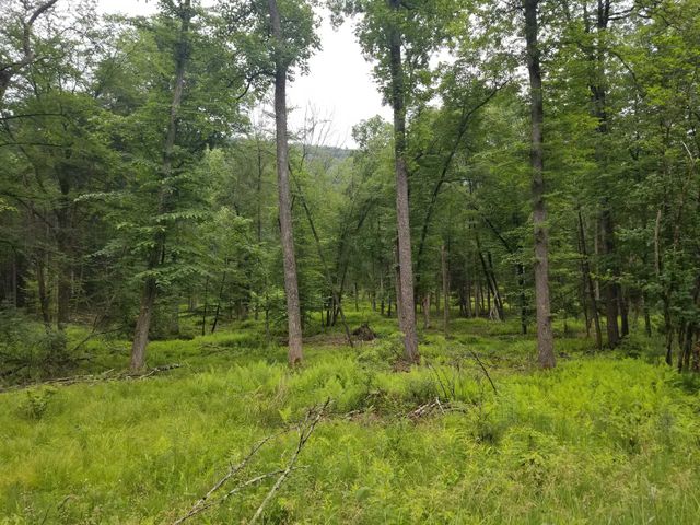 Forest view