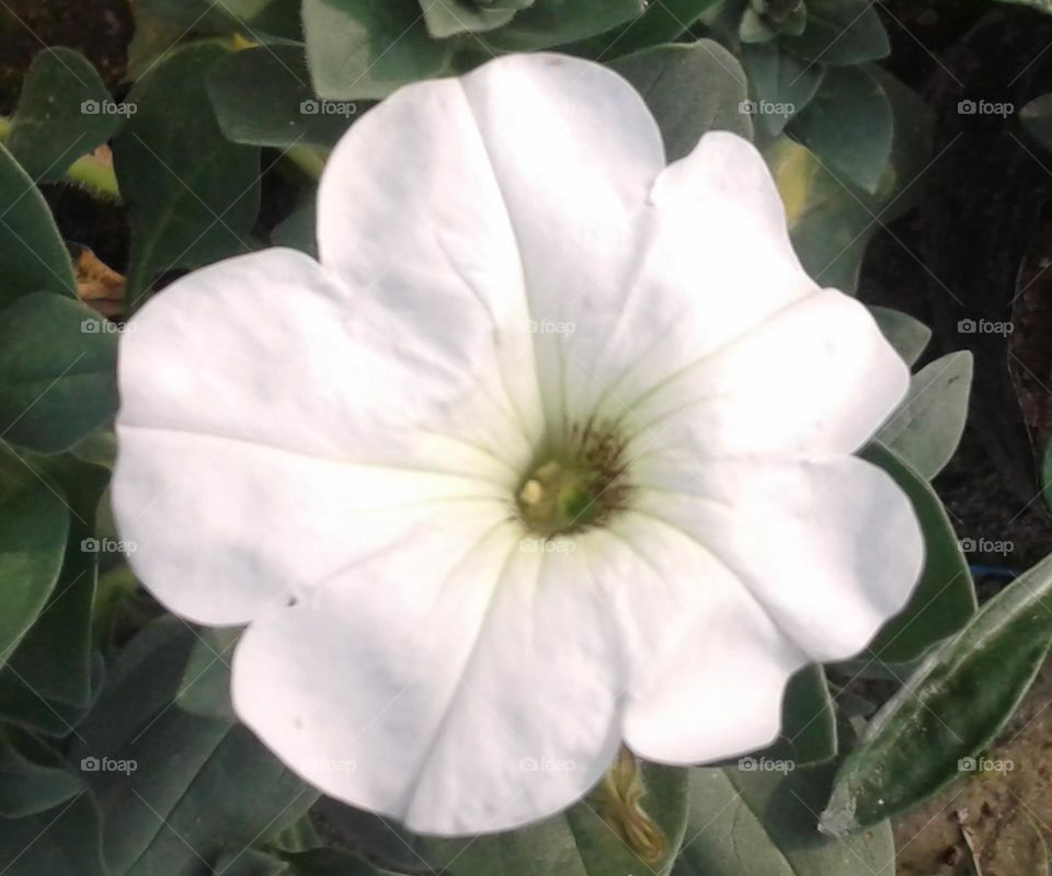 milky white forest flower blooming for everyone