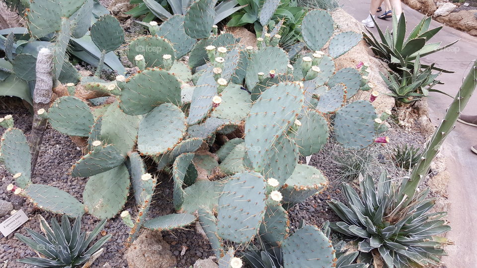 High angle view of cactus