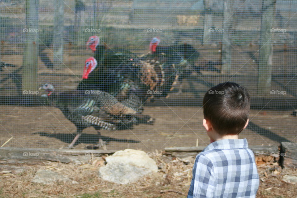 Boy looking at turkeys