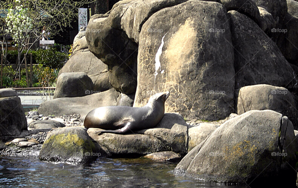 zoo seal wildlife central park by bobmca1