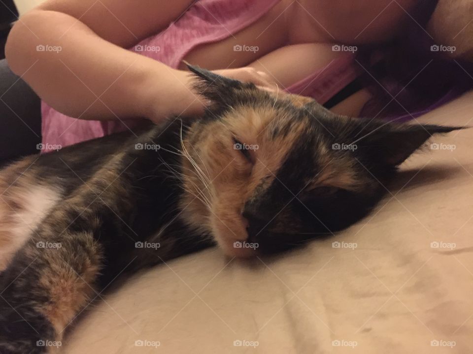Cat loves being pet.