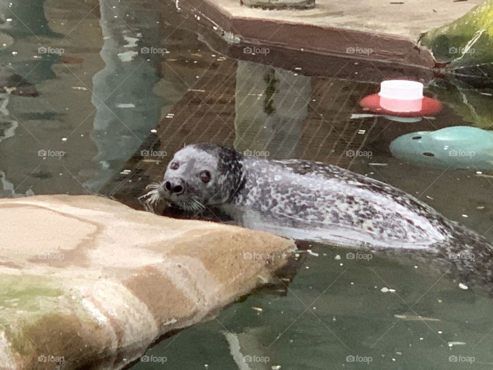 Adorable seal