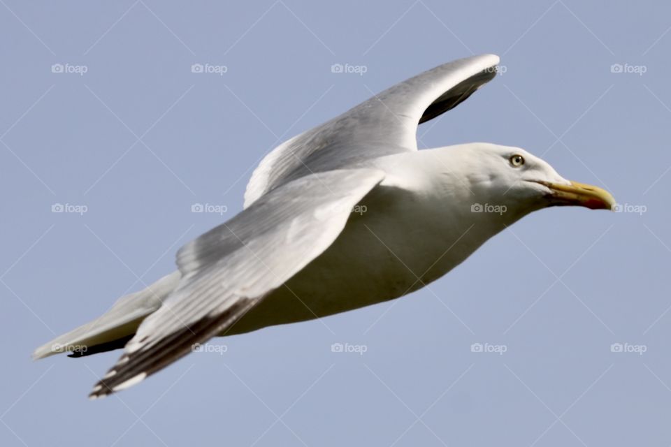 Seagull 
