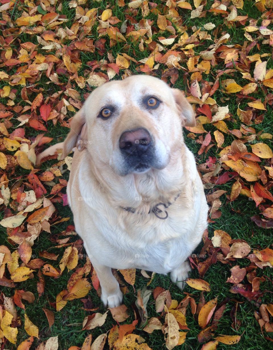 Dog standing on autumn leaves