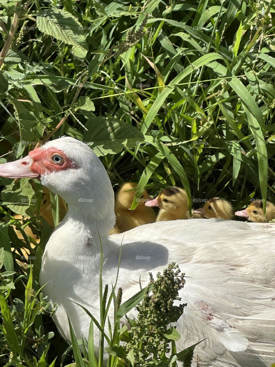 Country#duck#babies