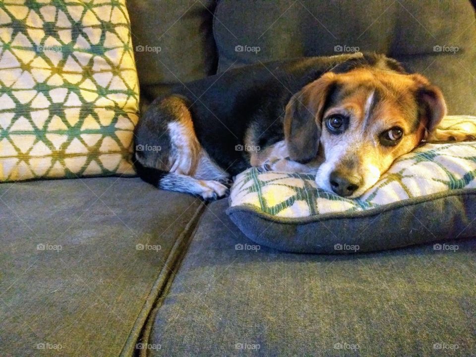 Beagle laying on blue couch on blue and green pillows.