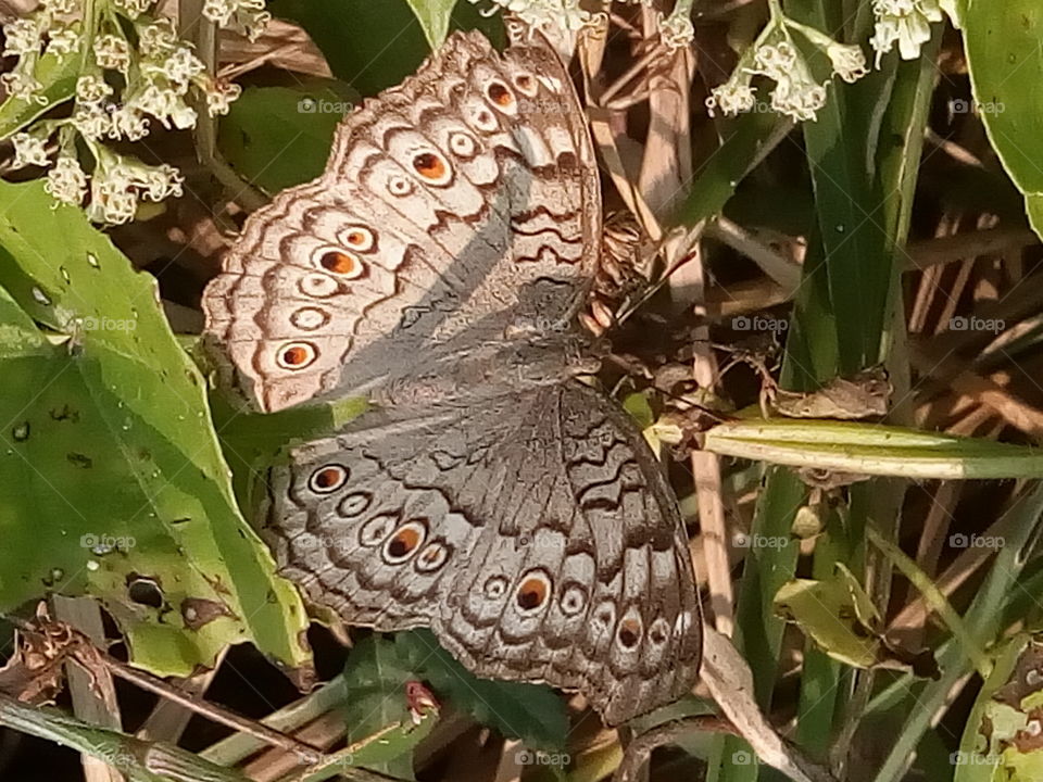 butterfly 2018-01-22 001 
#আমার_চোখে #আমার_গ্রাম #nature #butterfly #animalia #arthropoda #insecta #lepidoptera
