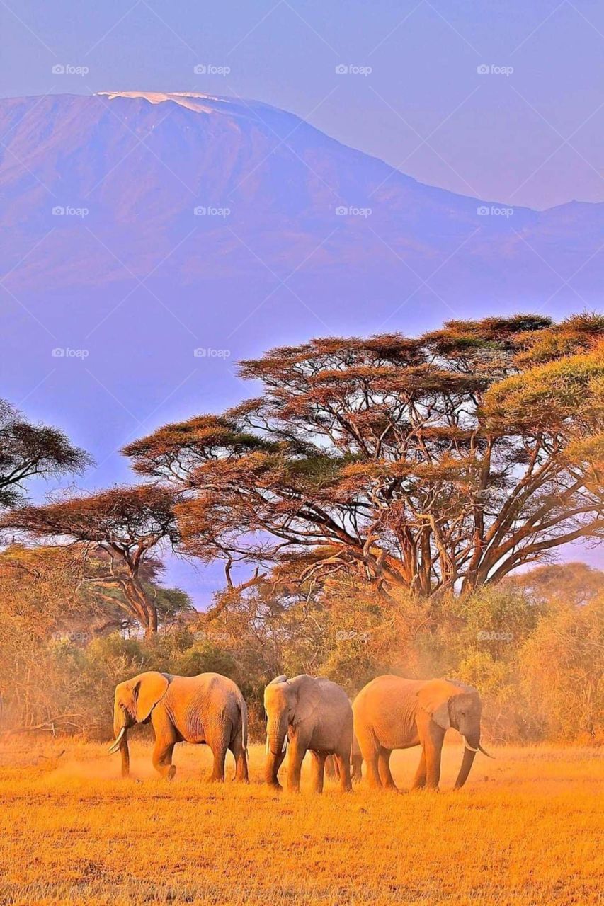 Elephants in front of Mt. Kilimanjaro