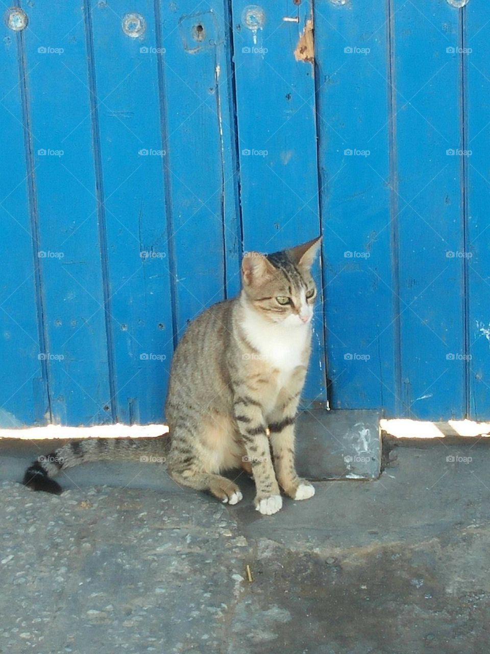 Beautiful cat looking at camera.