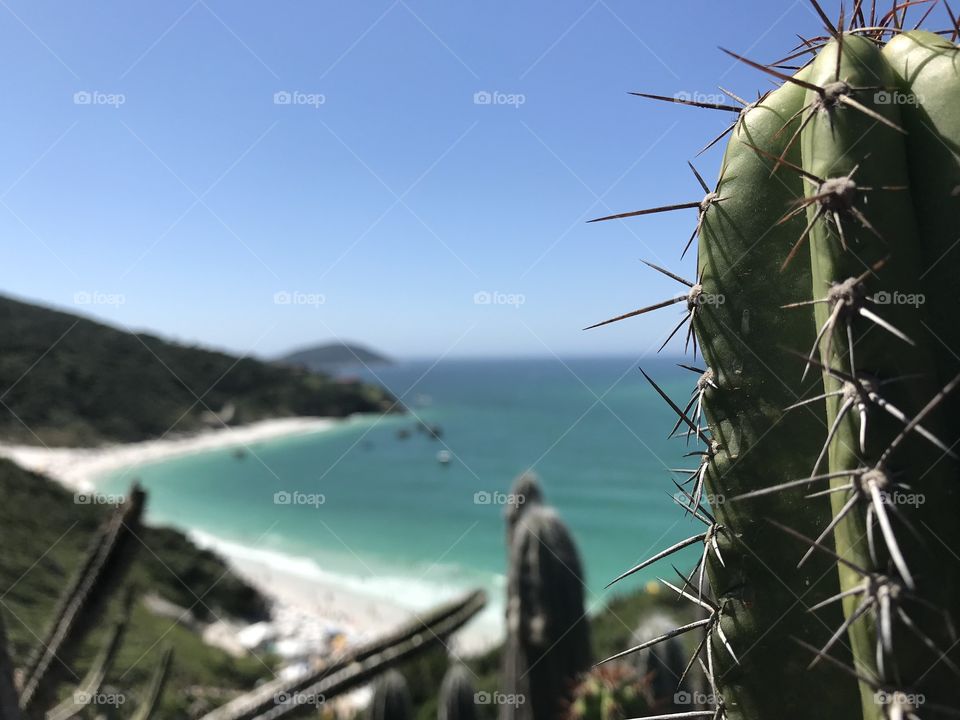 beach cactus
