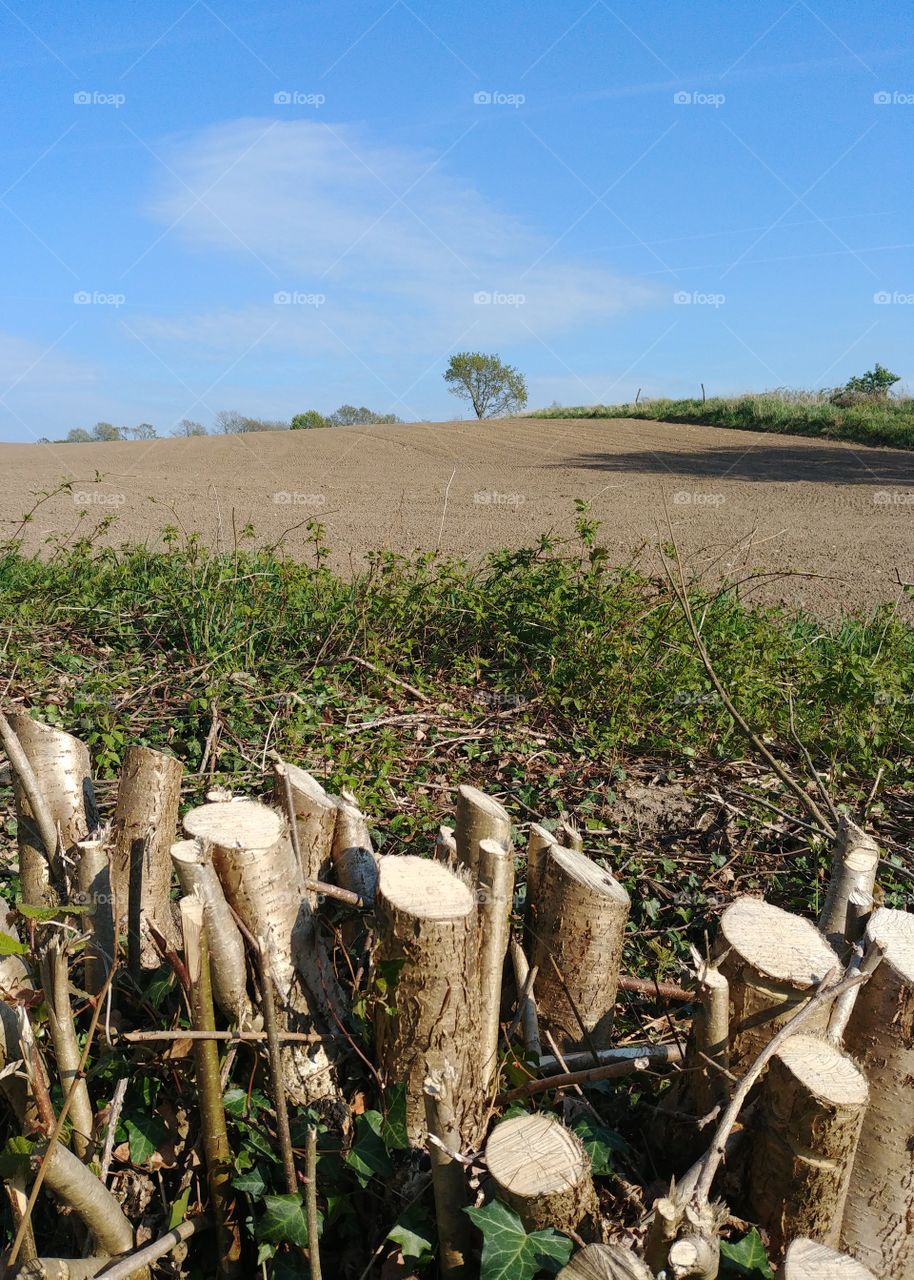 feld abgesägt summer holz