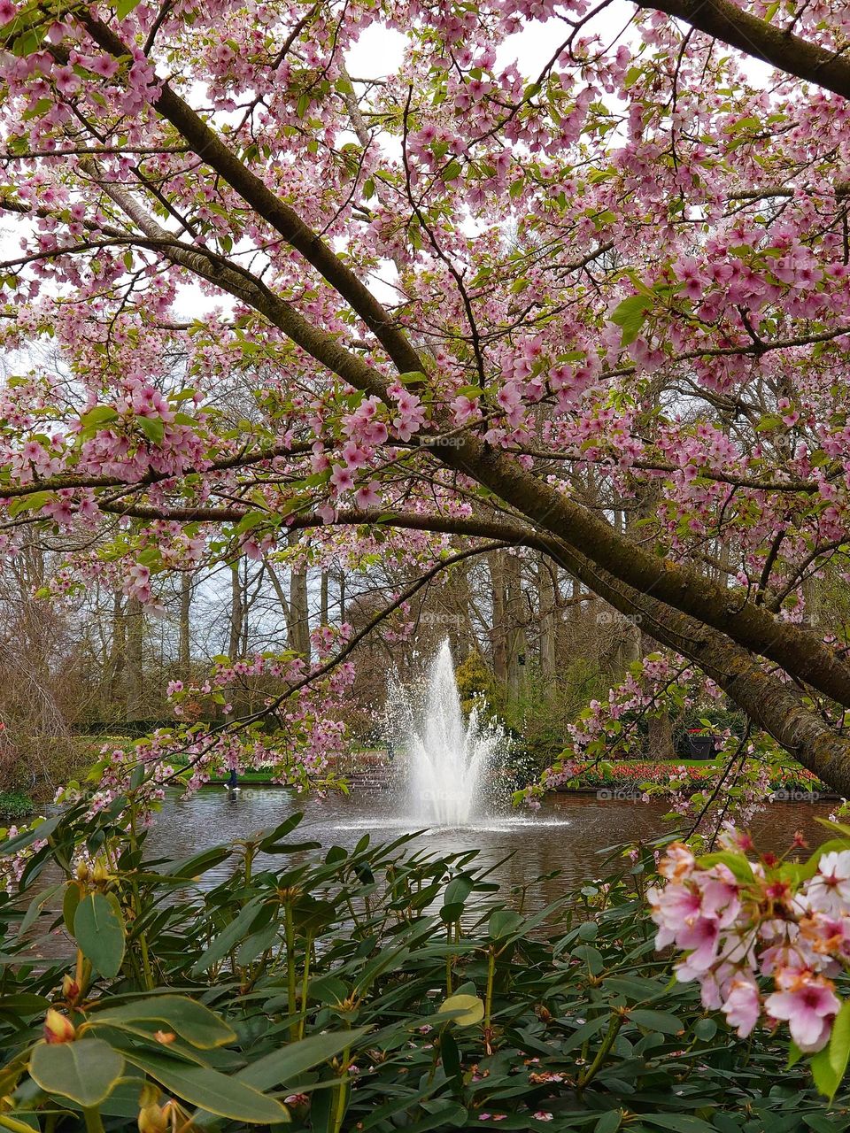 Blossom and fontaine