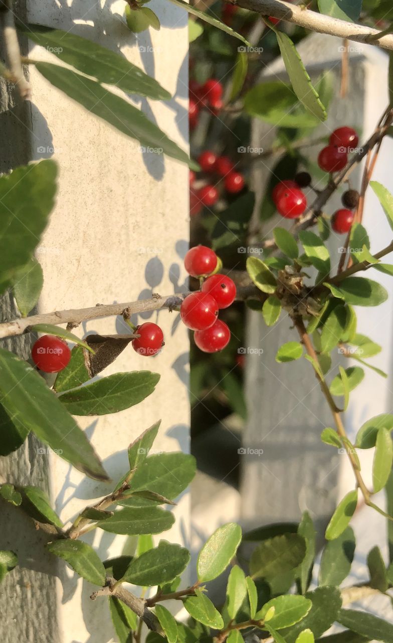 Bright red berries against white picket fence 
