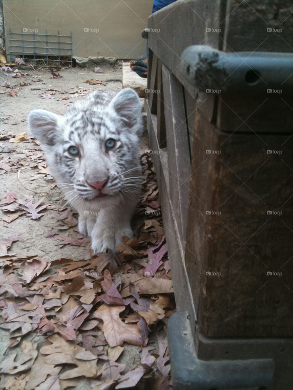 Baby White Tiger