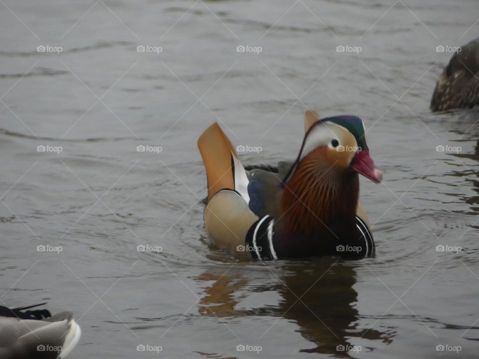 Duck found in Canada 