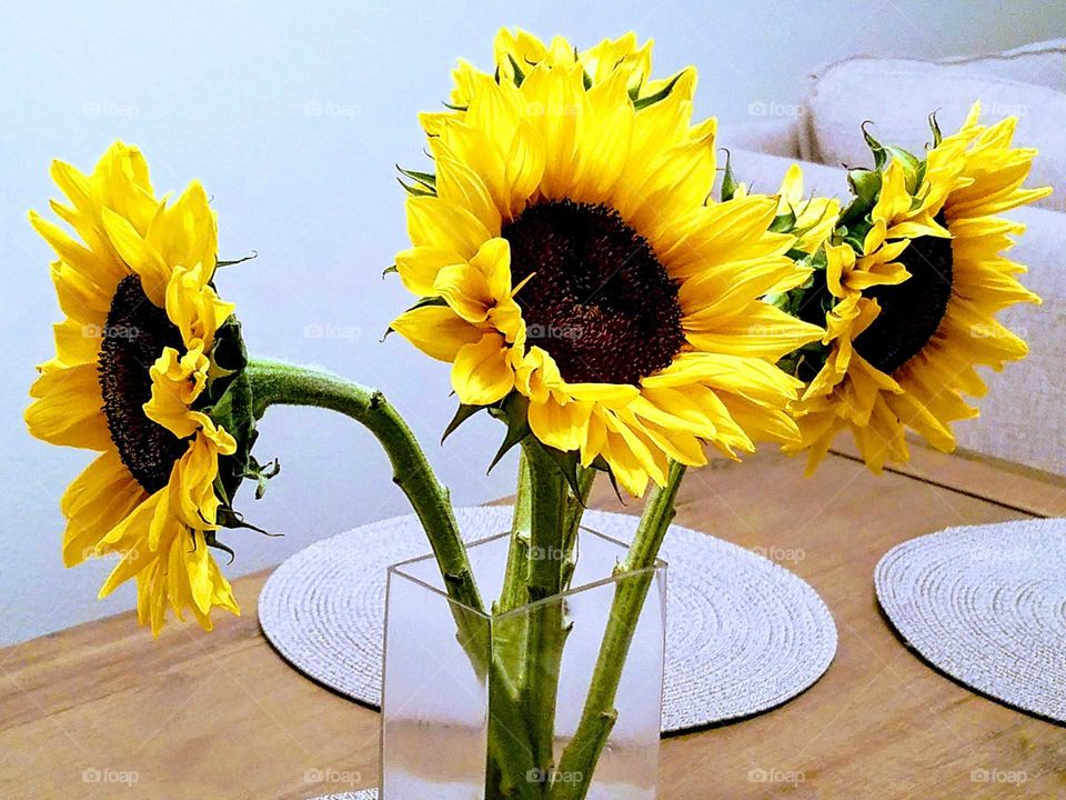 Bright Sunflowers