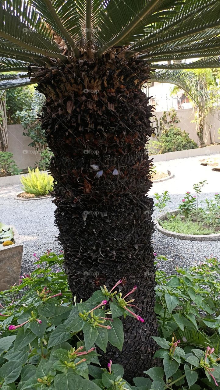 tiny beautiful little butterflies under a cycas