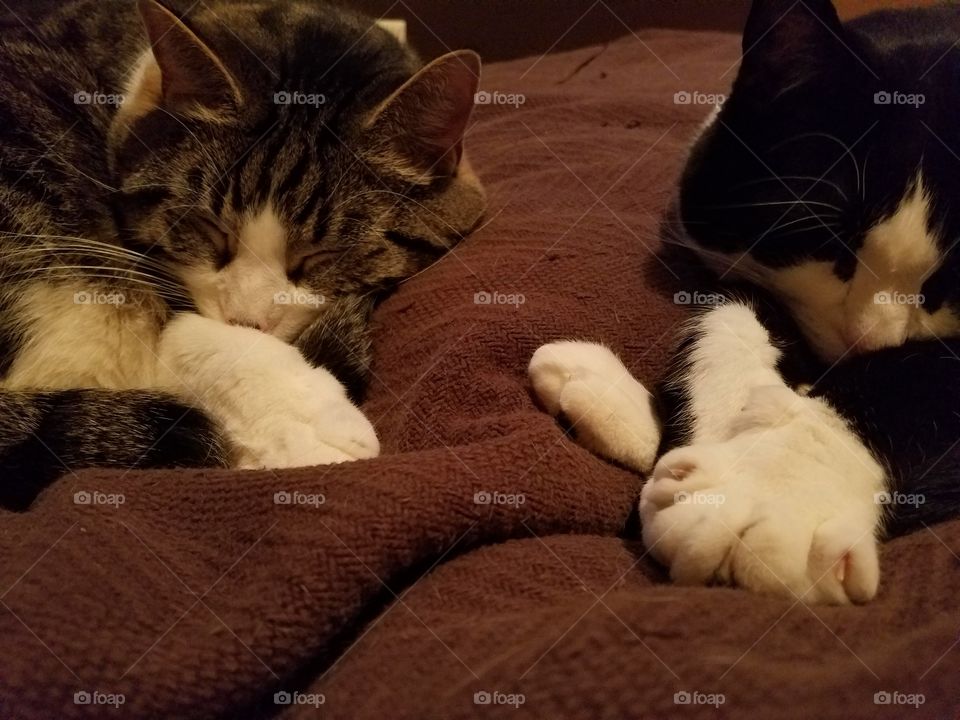 tuxedo cats sleeping