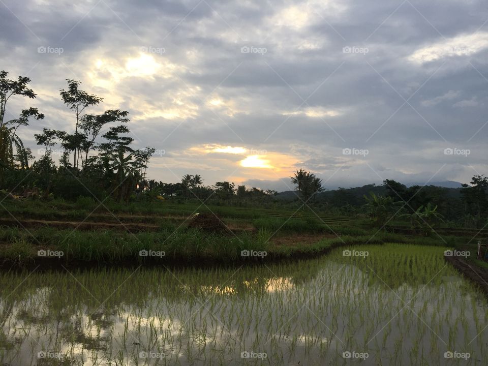 rice fields