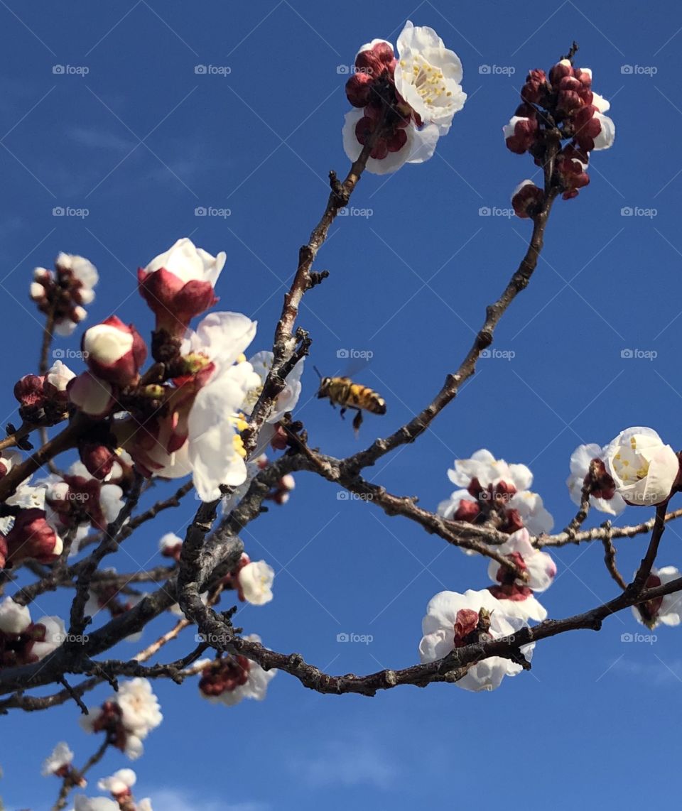 APRICOT BLOSSOMS HELPER BEE 