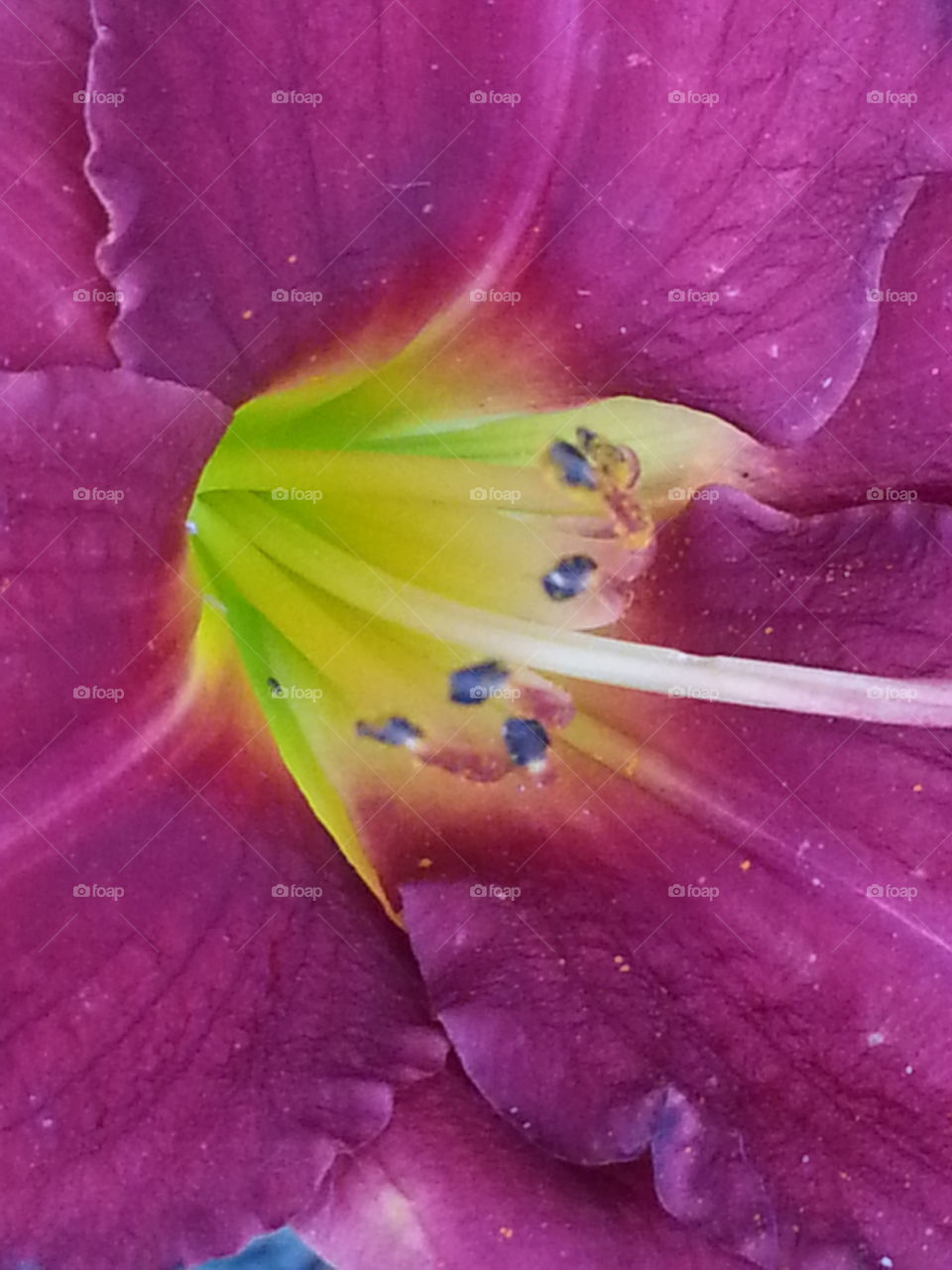 Pink Flower Close-up