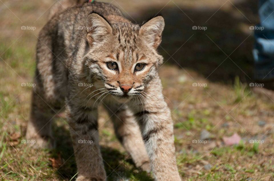 bobcat on the prowl. baby bobcat strolling