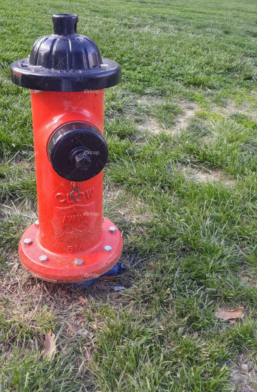 fire hydrant in grassy park