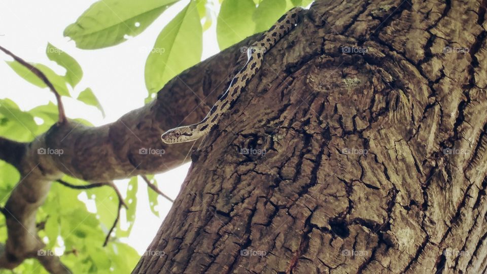 Tree Dwelling Snake